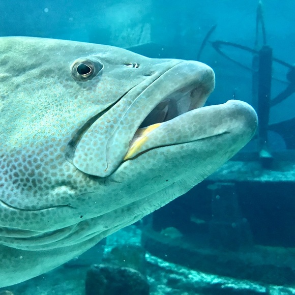 Meet your Posher, Andriana. Hi, thanks for stopping in. - Picture 1 of 1